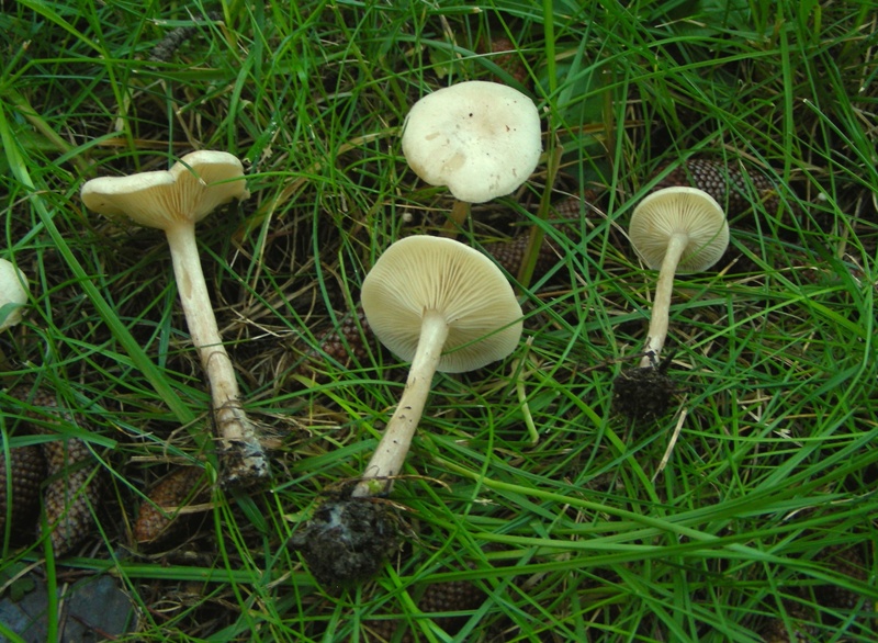 Giro nelle aiuole di medicina seconda parte